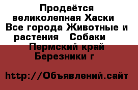 Продаётся великолепная Хаски - Все города Животные и растения » Собаки   . Пермский край,Березники г.